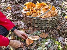 Где искать рыжики и как их готовить