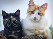 Ученые нашли спасение от аллергии на кошек