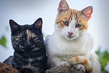 Ученые нашли спасение от аллергии на кошек