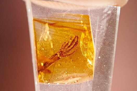 Крошечная лапа редкого существа найдена в древнем янтаре