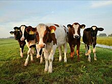 Минсельхоз в 2026 году запустит информсистему племенных ресурсов