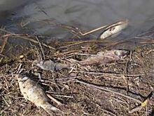 Что течёт в Цне? Отчего гибнет рыба в тамбовской речке