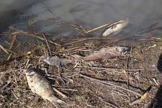В Тамбовской области расследуют историю с массовым замором рыбы в реке Цна