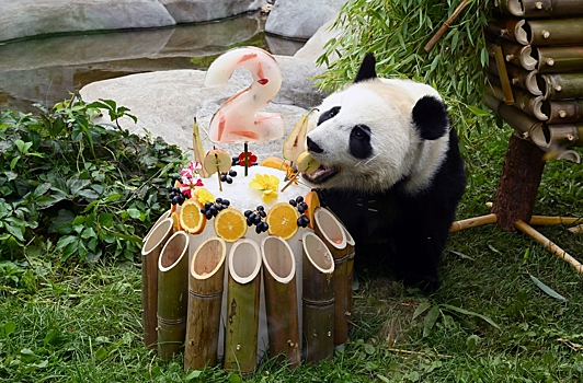 В Московском зоопарке отпраздновали день рождения панды Катюши