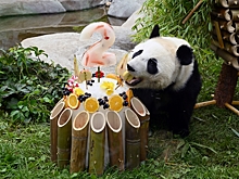 В Московском зоопарке отпраздновали день рождения панды Катюши