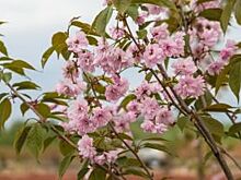 В Новосибирске увековечили память академика Гончарова