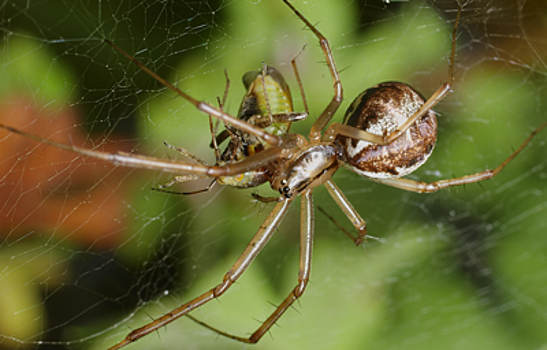 Паучий яд может облегчить последствия инсульта