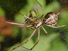 Паучий яд может облегчить последствия инсульта