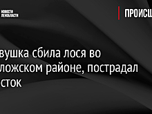 Легковушка сбила лося во Всеволожском районе, пострадал подросток