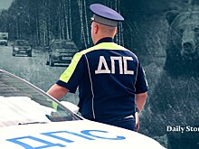 В Ленобласти рассказали, как гаишники спасали медведя, который бился на трассе о заградительную сетку