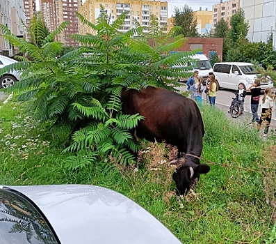 Дошла до ТРК &ldquo;Елки&rdquo;: по Челябинску разгуливала бесхозная корова