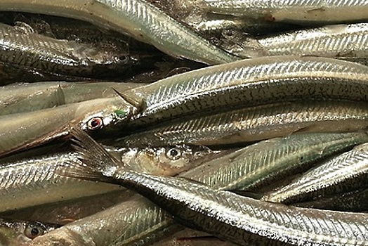 Оформление свыше 500 кг рыбы из Шри‑Ланки приостановили в аэропорту «Домодедово»