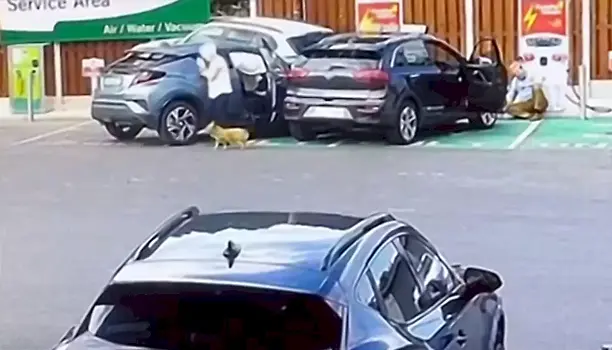 Пожилая дама с собачкой угодила в ДТП и не заметила, как отправила в полёт автомобилиста