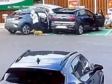 Пожилая дама с собачкой угодила в ДТП и не заметила, как отправила в полёт автомобилиста