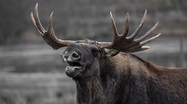 В Городищенском районе в ДТП погиб самец лося