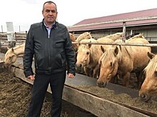 "У нас развернулась война": фермер винит главу поселения в падеже лошадей