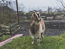 В Подмосковье мигранты устроили поло с тушей козла вместо мяча