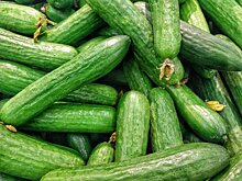 Первый тепличный суперкомплекс в Курганской области выполнит импортозамещение овощей в Зауралье