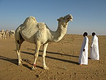 «Нефтяная игла» и попытки диверсификации экономики Саудовской Аравии