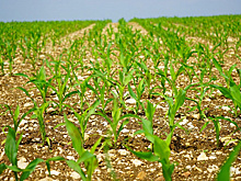 В Бразилии обсудили вопросы, связанные с посевами зерновых