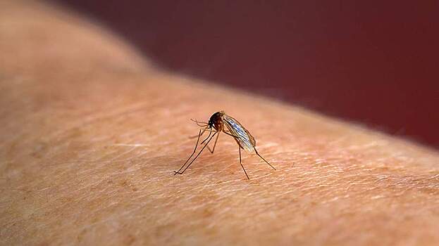 Инфекционист оценил вероятность распространения лихорадки чикунгунья в РФ