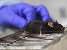 В России выросла заболеваемость мышиной лихорадкой