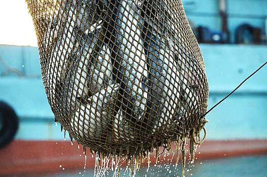 Вылов лосося в России превысил ожидания