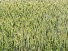 Средняя урожайность зерна на Кубани выросла почти на 7 центнеров с га
