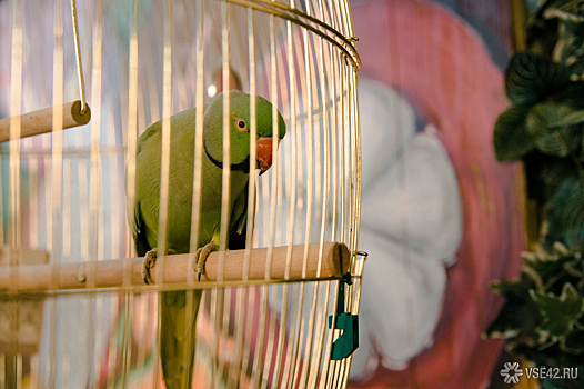 Улетевший американский попугай поговорил с прохожими и вернулся к хозяину