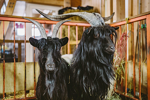 Валлийские козы и лойские овцы появились на «Городской ферме» на ВДНХ