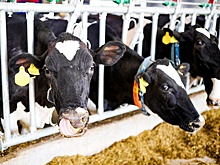 Глава Россельхознадзора Данкверт: Дефицита лекарств для домашних животных не наблюдается