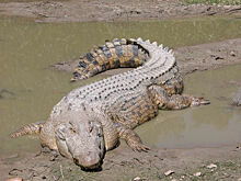 Видео: крокодил поймал крылана в прыжке