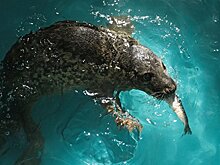 Спасенного тюлененка скоро выпустят после реабилитации в Финский залив