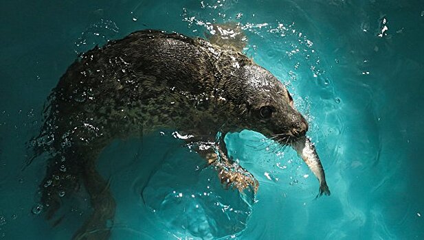 Спасенного тюлененка скоро выпустят после реабилитации в Финский залив