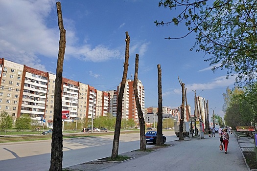 В Екатеринбурге запретят варварский топпинг тополей