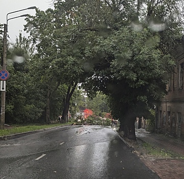 Непогода вновь устроила древопад в Калуге