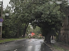 Непогода вновь устроила древопад в Калуге