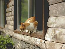 Ветеринар объяснил состояние пережившей падение с «Ласточкиного гнезда» кошки Муси