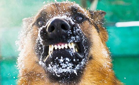 Золотой барбос: 200 тысяч штрафа за агрессивного пса