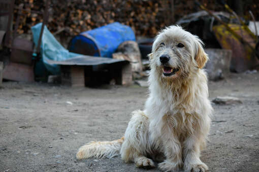 В Забайкальском крае могут принять закон об эвтаназии бродячих собак
