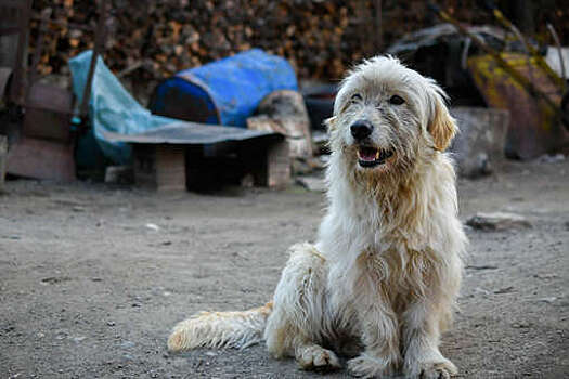 На Чукотке приняли закон, разрешающий эвтаназию опасных бездомных собак