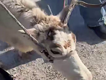 500 рублей за страдания оленя: резонансный случай в Сухобузимском