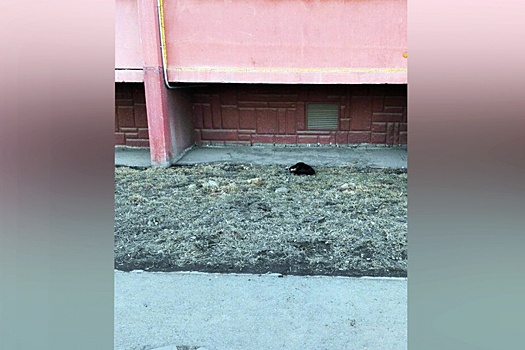 «Дети плакали»: с балкона девятого этажа в «Парковом» сбросили кошку