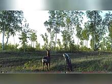 Косуля попала в объектив фотоловушки в Дульдургинском районе