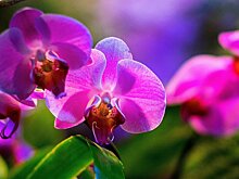Из зимы в тропики: «Аптекарский огород» приглашает на фестиваль орхидей