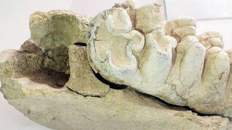 ИИ раскрыл, какие хищники грызли кости древних людей