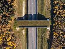 На трассе М-1 «Беларусь» построят еще один экодук