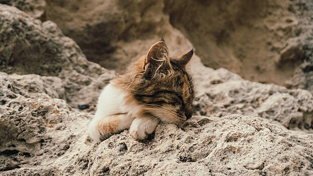 В Испании открыли новый вид доисторических кошек