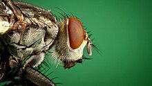 В Германии муха помешала установить мировой рекорд