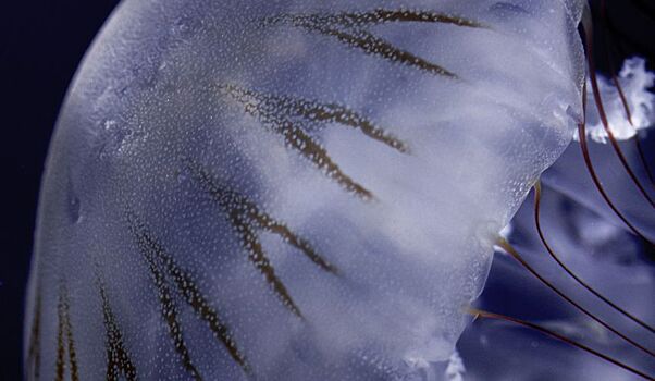 Туристам рассказали, что делать при встрече с опасной медузой